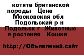 котята британской породы › Цена ­ 8 000 - Московская обл., Подольский р-н, Подольск г. Животные и растения » Кошки   